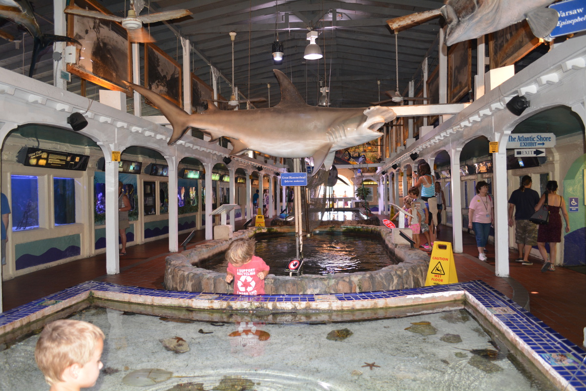 Key West Aquarium Where You Are Up Front And Personal With Sharks   Aquarium 